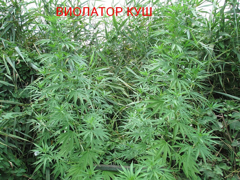 Изображение 024.jpg