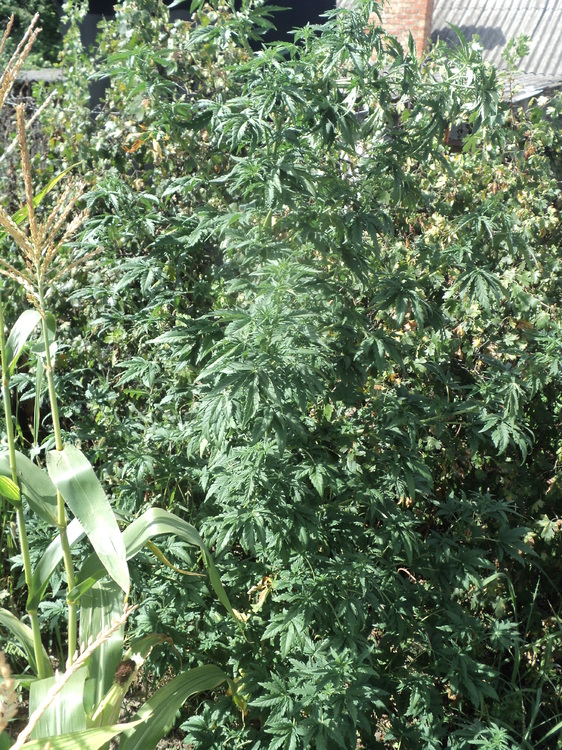 DSC03100.JPG