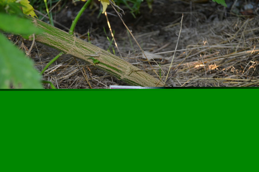 DSC_1527.JPG