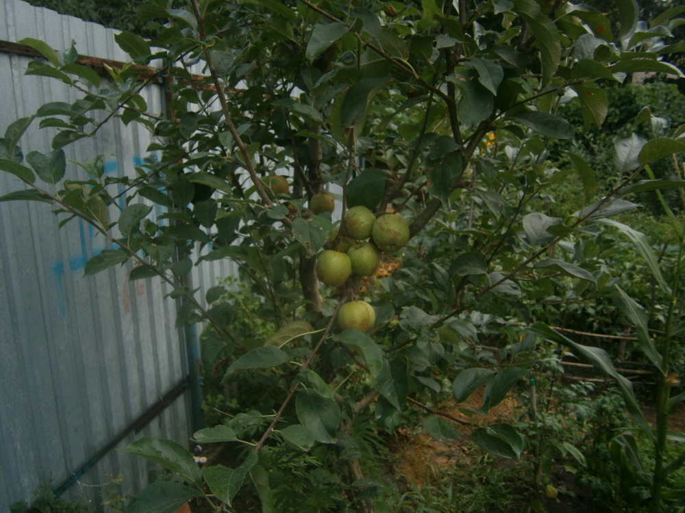 P1010013.JPG