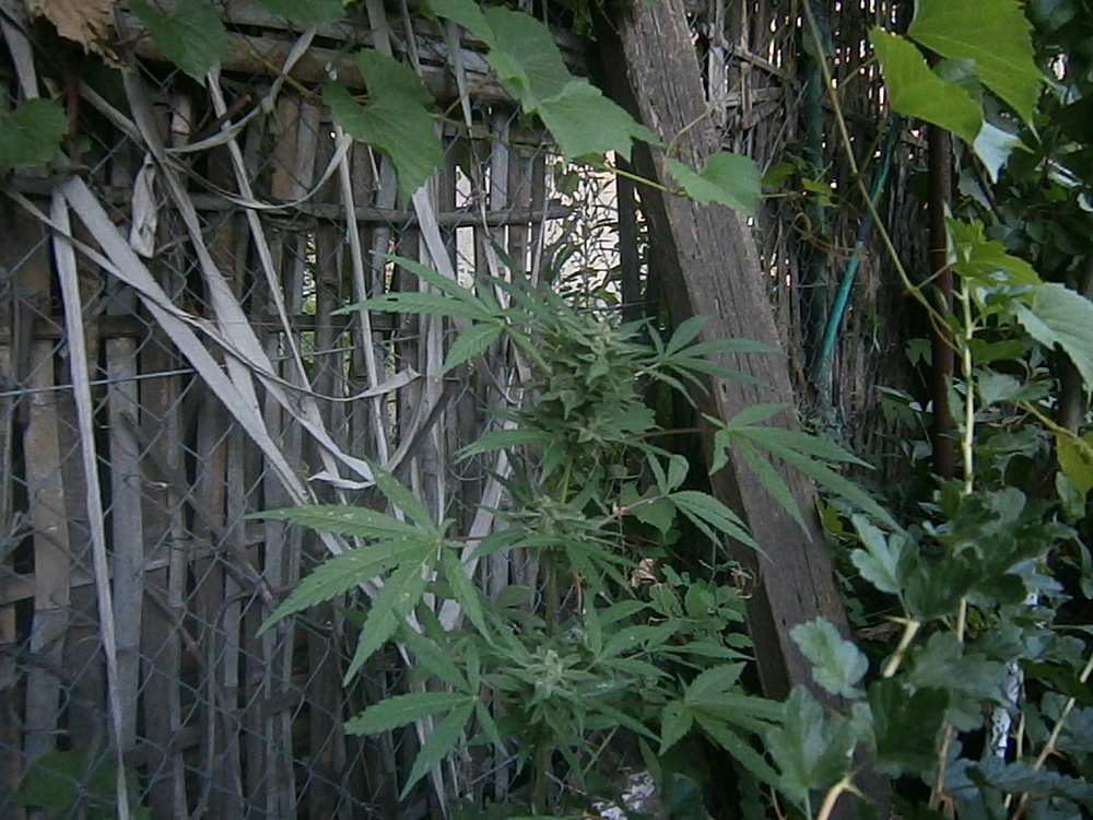 P1010014.JPG