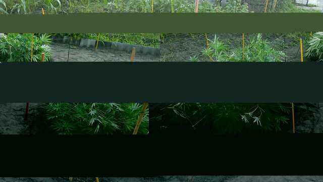 (Суперкроппинг) CriticalKush(BarneysFarm); Mandala, Ridick(MudroSeeds)