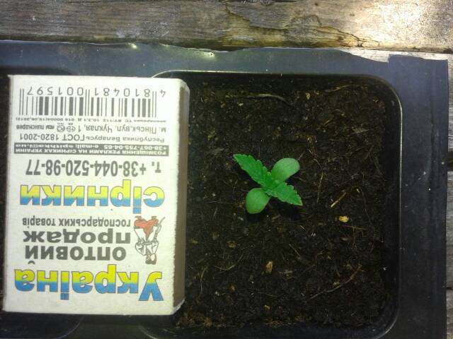 uploadfromtaptalk1468581450215.jpg.9a336