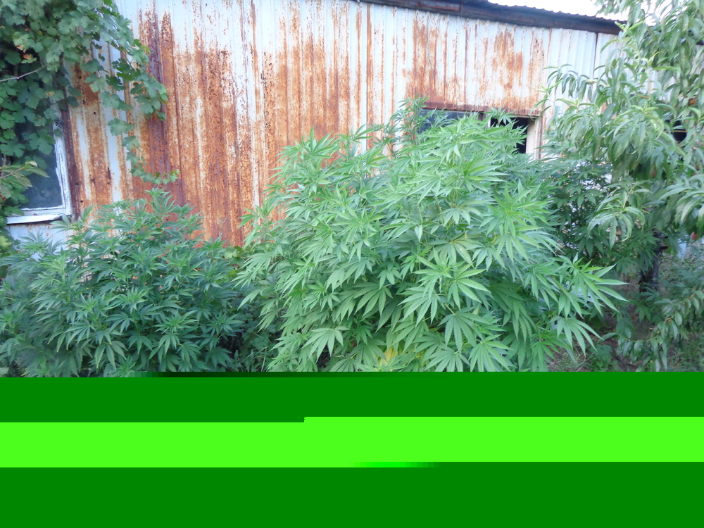 DSC08615.JPG