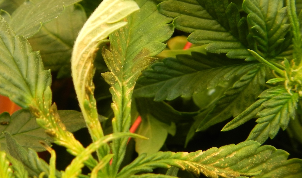 DSCN6801.JPG