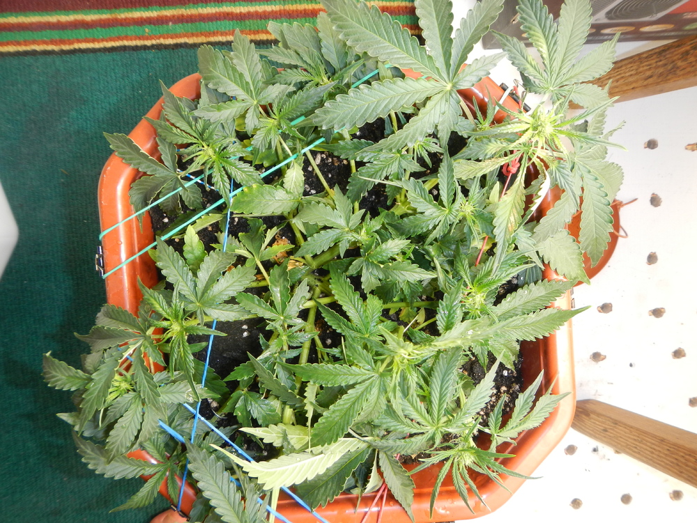 DSCN6806.JPG
