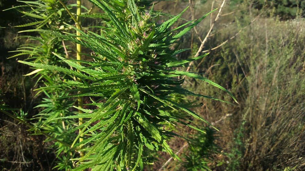 DSC_0009.JPG
