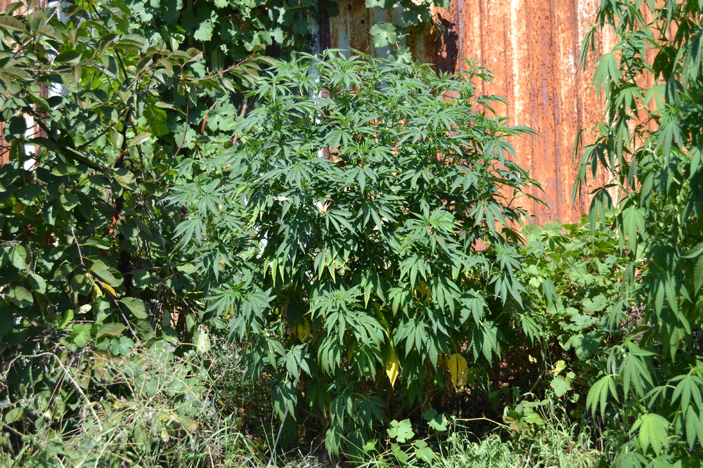 DSC_0087.JPG