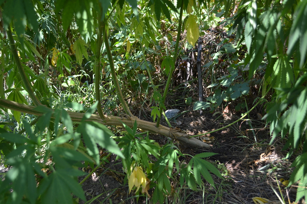 DSC_0093.JPG
