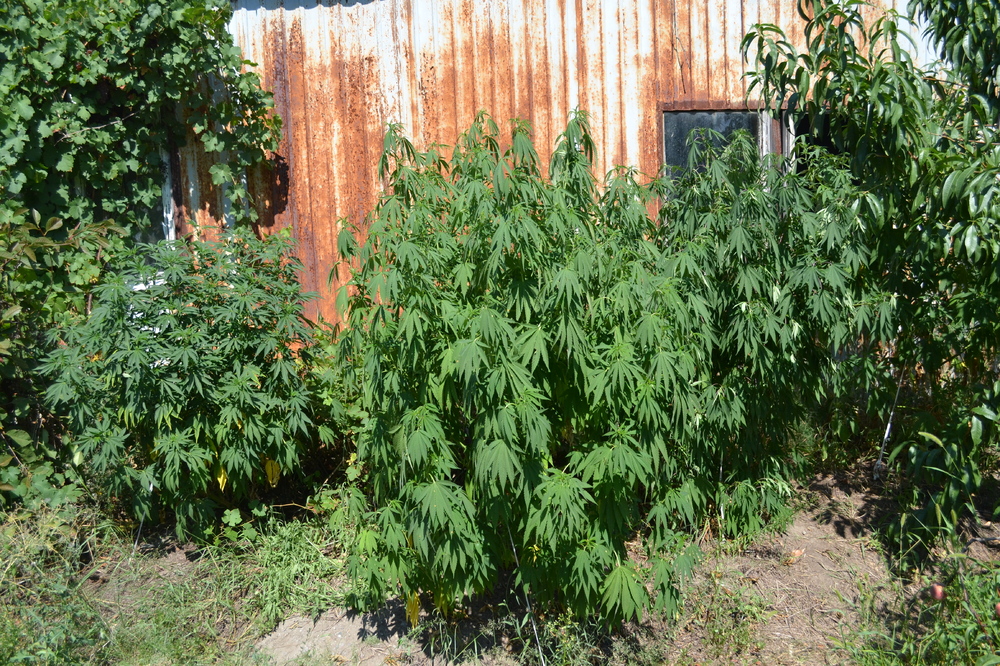 DSC_0094.JPG