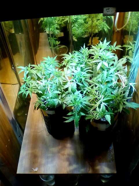 Auto Blueberry Feminised 2 и Auto Purple Kush Feminised 1