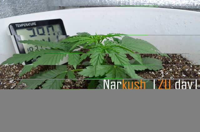 Narkush