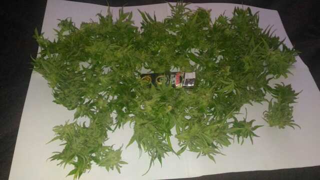 вынужденный харв NYC diesel