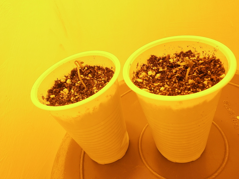 P9200009.JPG