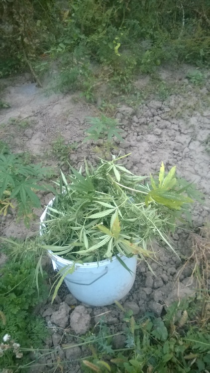 WP_20160921_18_45_05_Pro.jpg