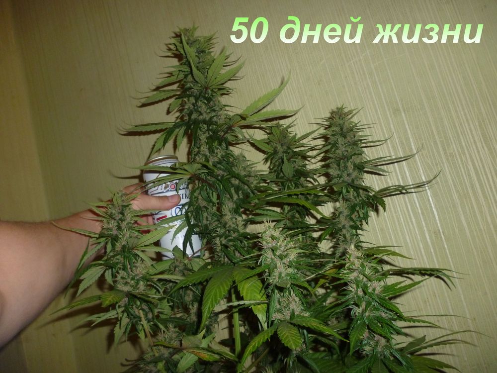 50 дней.jpg