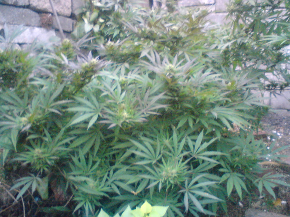 DSC00075.JPG