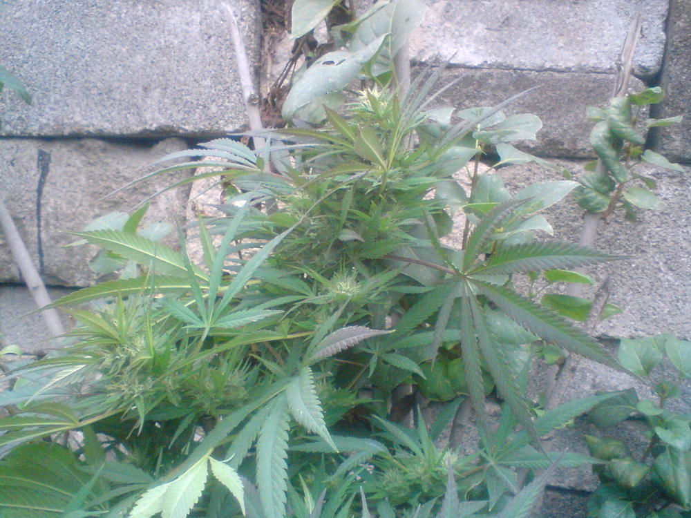 DSC00087.JPG