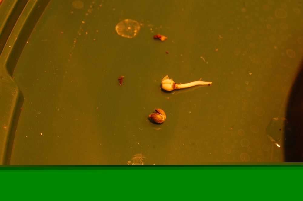 DSC_8594.JPG
