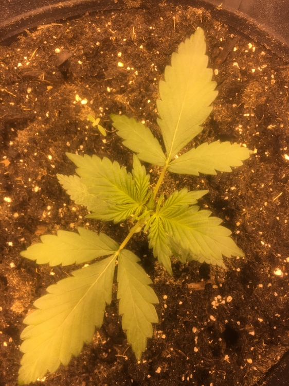 IMG_2185.thumb.JPG.84906c4e206980fd49c09