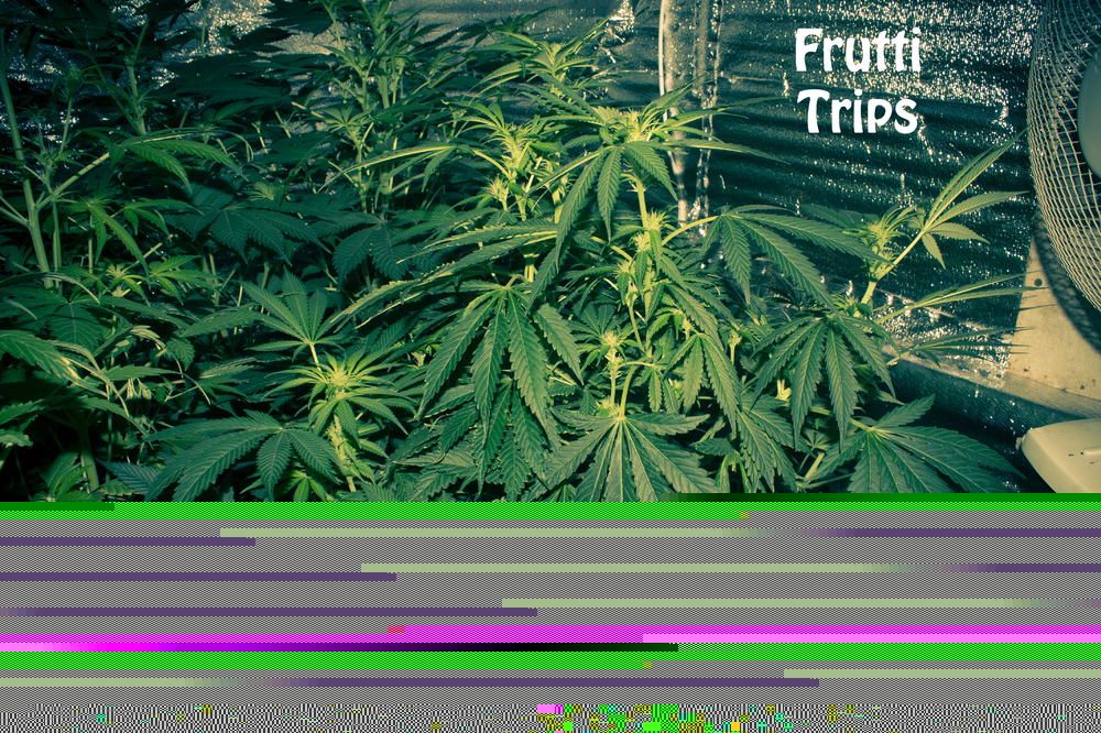 Frutti Trips 70k30v17p3c.jpg