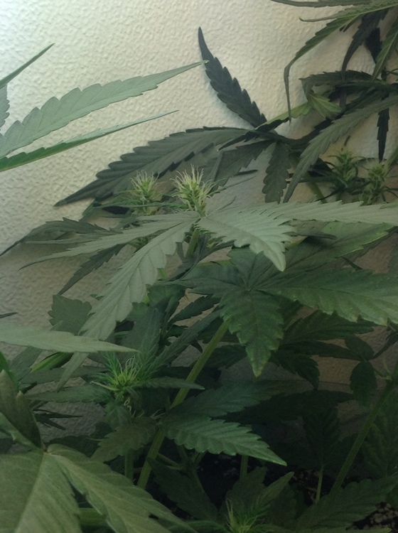 IMG_3171.thumb.JPG.71e8018047a3dc3df8d2f