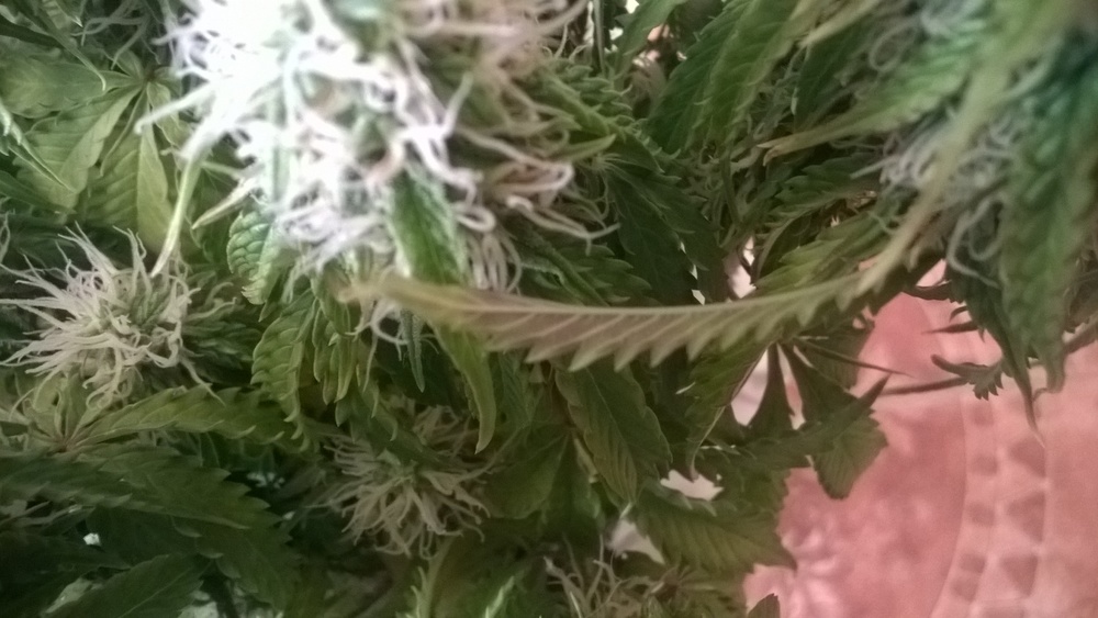 WP_20170102_019.jpg