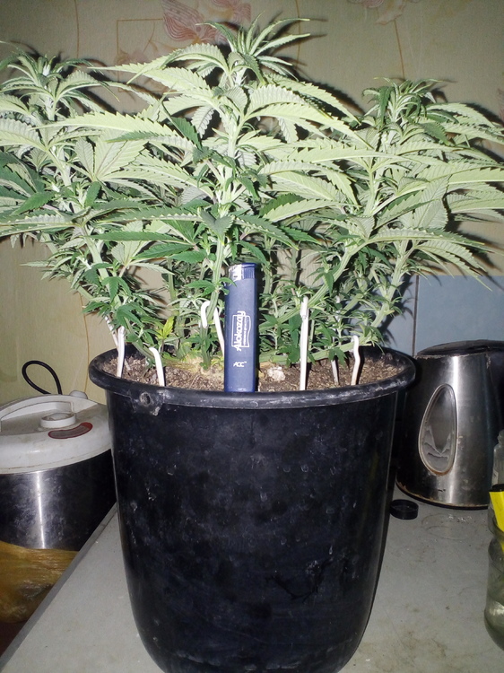 IMG_20170211 - 54.jpg