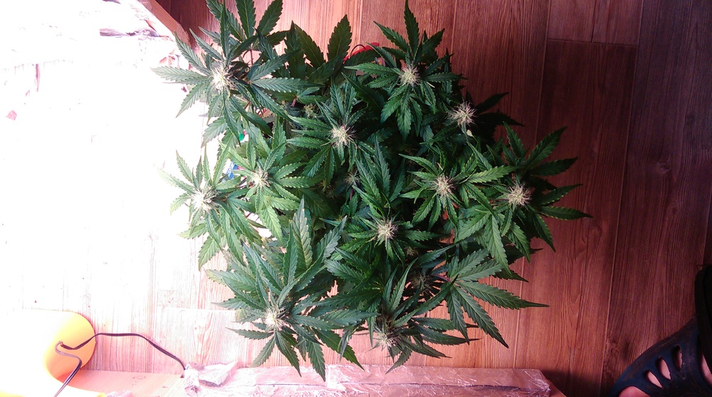 IMAG0179.jpg