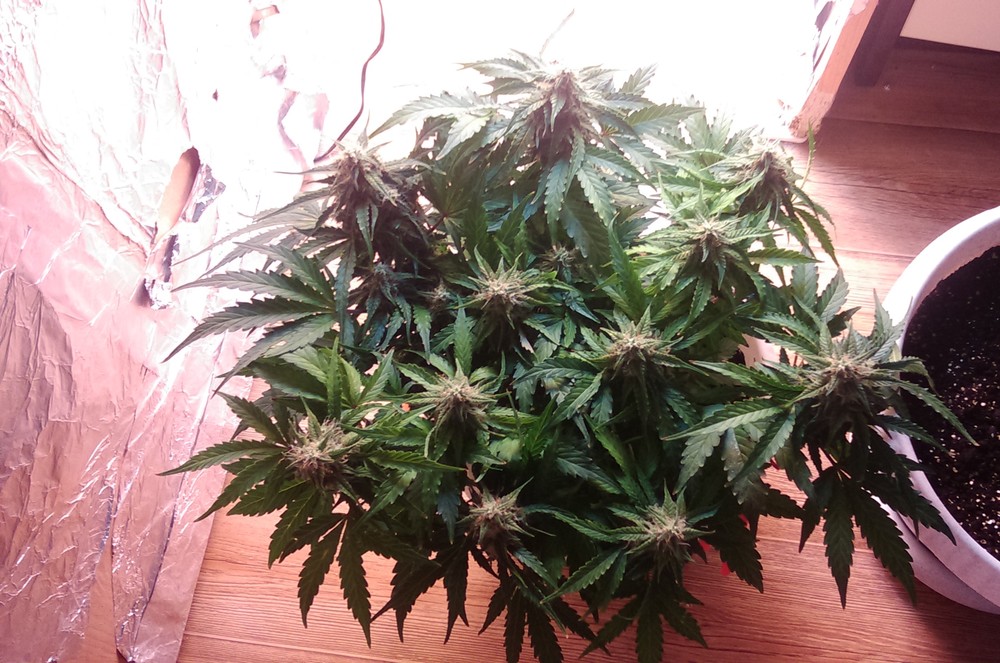 IMAG0278.jpg