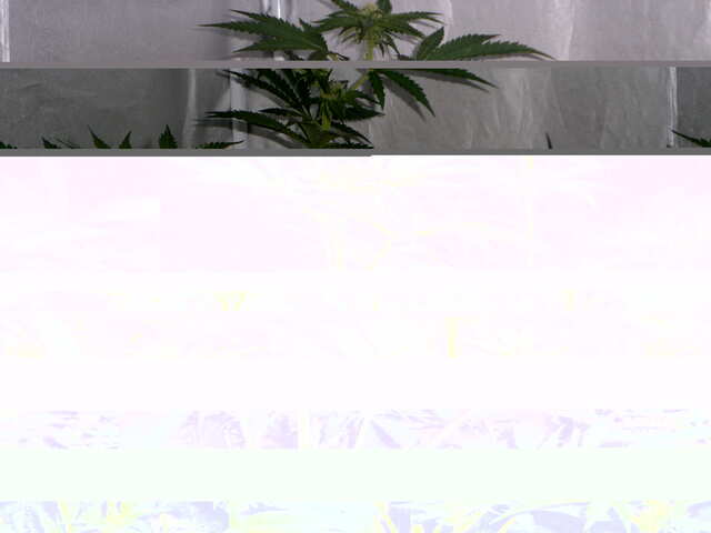 утро 32 дня six shooter