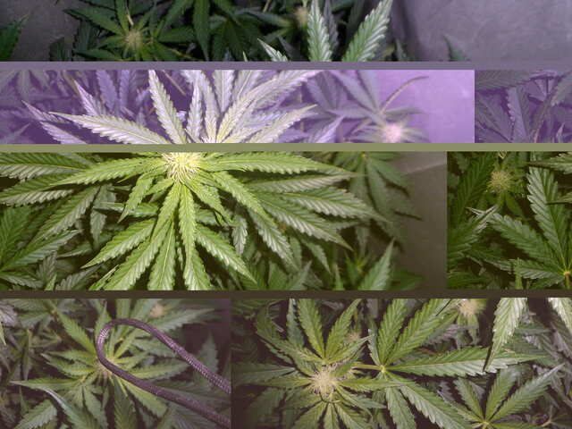 утро 32 дня six shooter