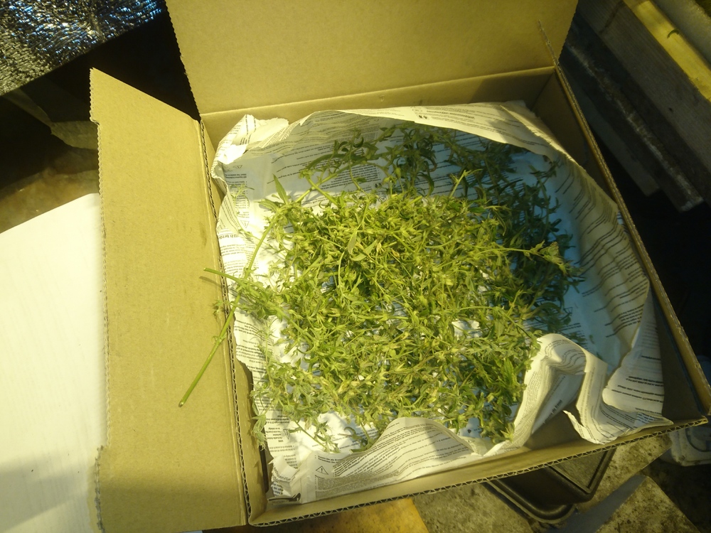 tmp_26035-DSC_8729973413332.JPG