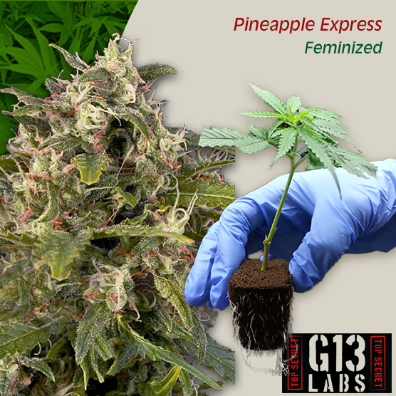 Pineapple-Express.png