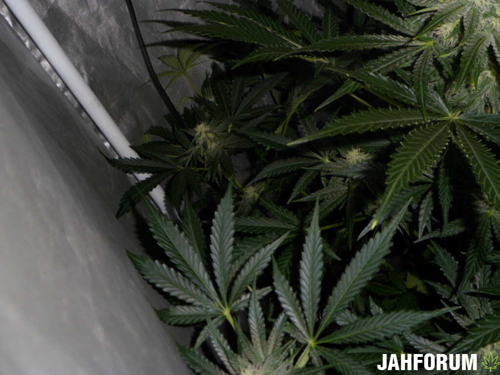 DAY 45 SIX SHOOTER