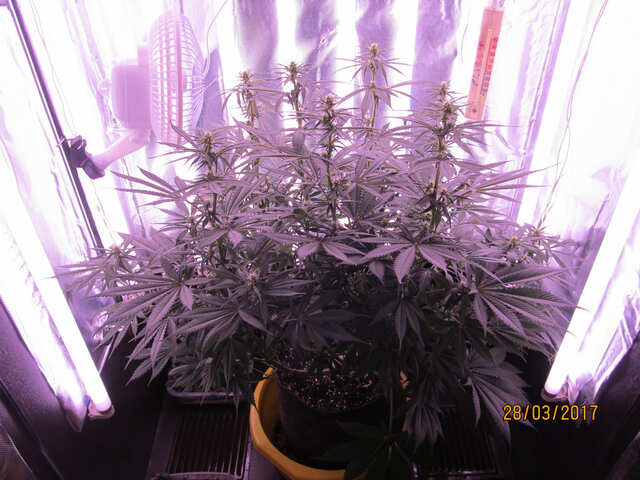 Warlock (serios seeds)