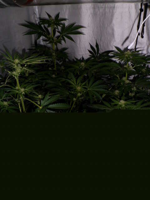 DAY 33 UTRO SIX SHOOTER