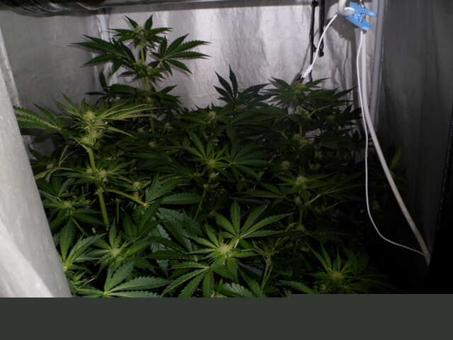 DAY 33 UTRO SIX SHOOTER