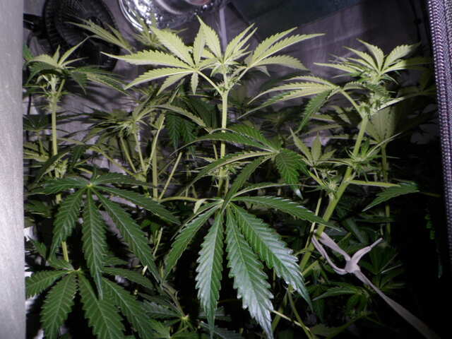 DAY 33 UTRO SIX SHOOTER