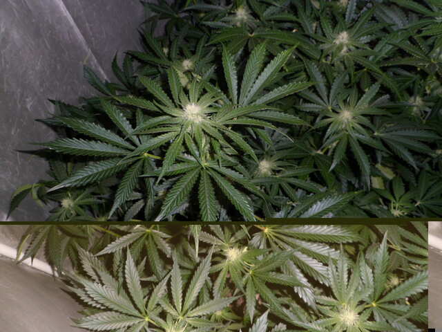 day37.SIX SHOOTER трое в доме.