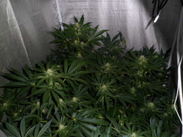 day37.SIX SHOOTER трое в доме.