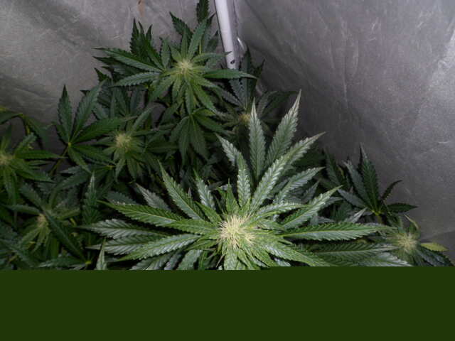 day37.SIX SHOOTER трое в доме.