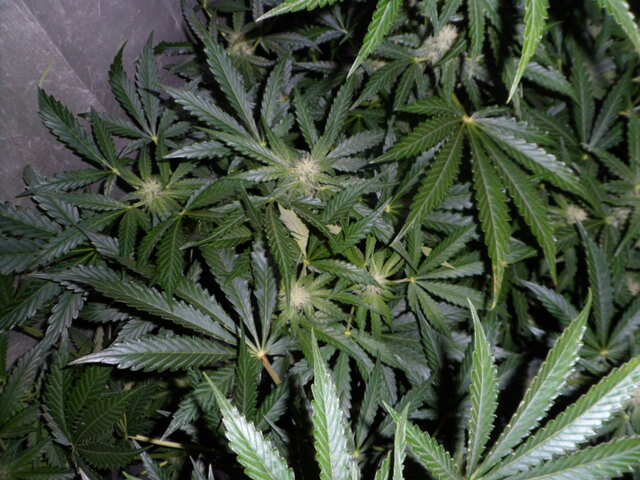 day37.SIX SHOOTER трое в доме.