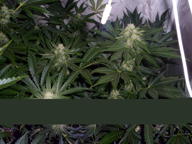 day 40 утро SIX SHOOTER