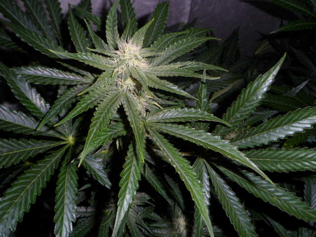 day 40 утро SIX SHOOTER