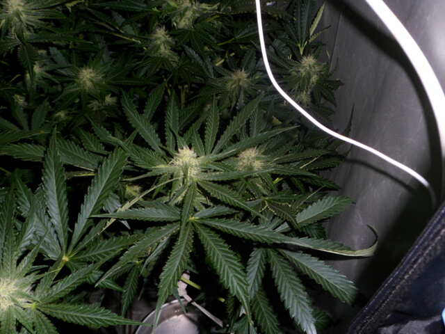 day 40 утро SIX SHOOTER