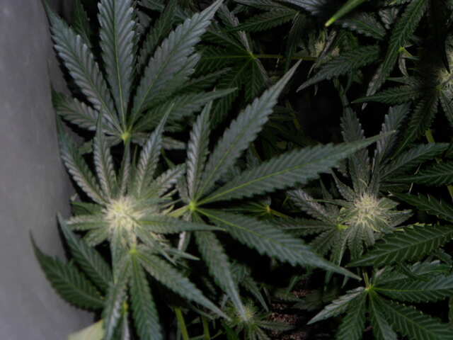 day 41 six shooter дефки цветут