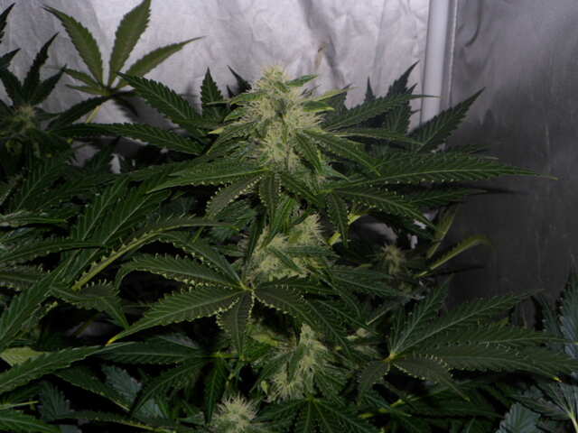 day 41 six shooter дефки цветут