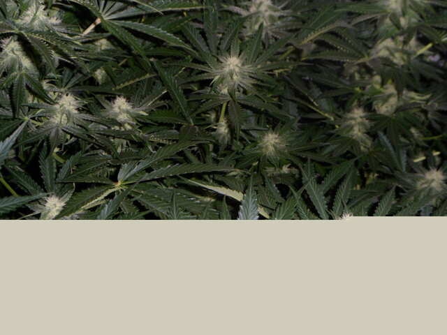 day 41 six shooter дефки цветут