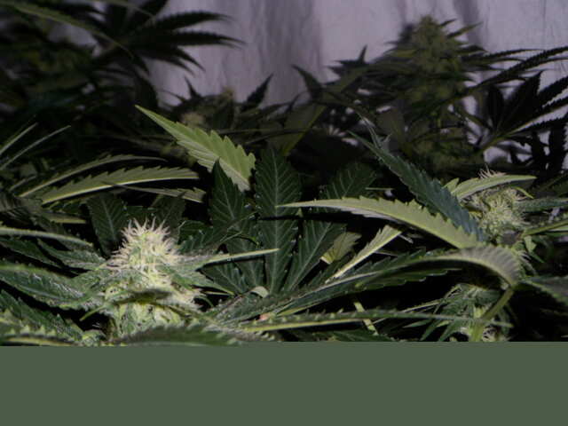 day 41 six shooter дефки цветут